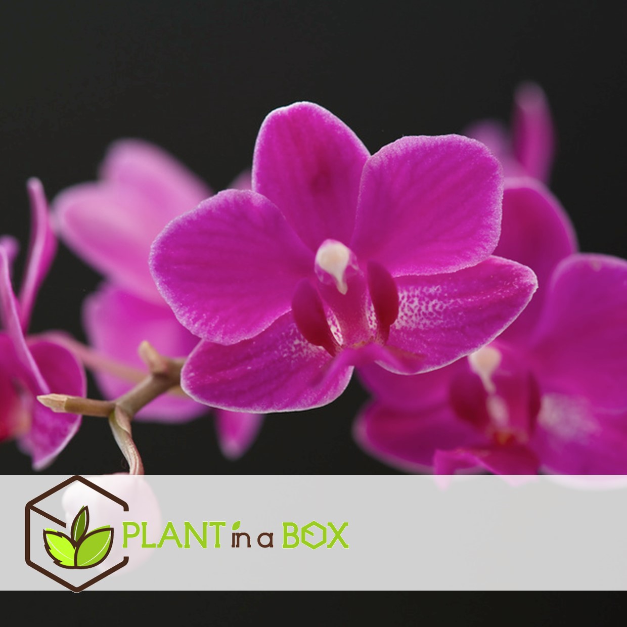 Phalaenopsis - orchidée pourpre - pot 12cm - hauteur 50-60cm