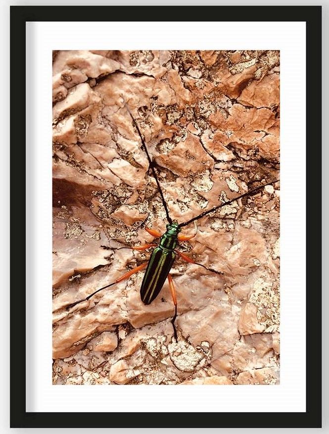Art Print High on Life Insect