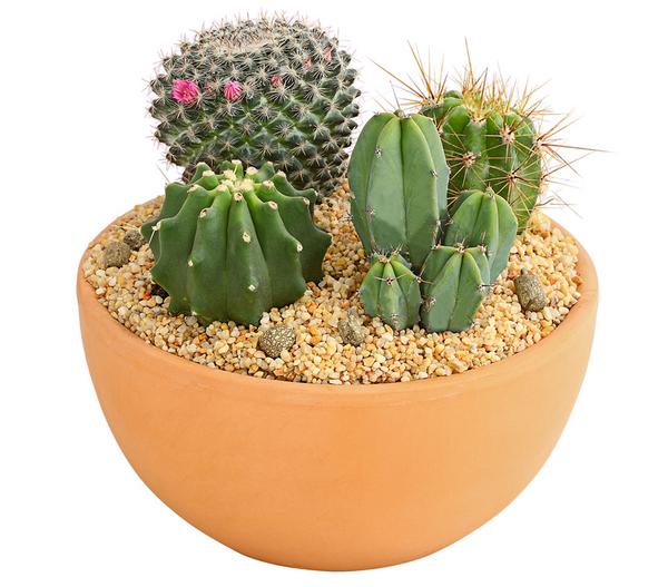 Pflanzenmix Kakteen-Quartett - Cactaceae, 4