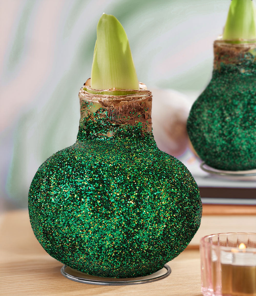 XL Wachs-Amaryllis 'Touch of Glitter' Grün, weiße Blüte