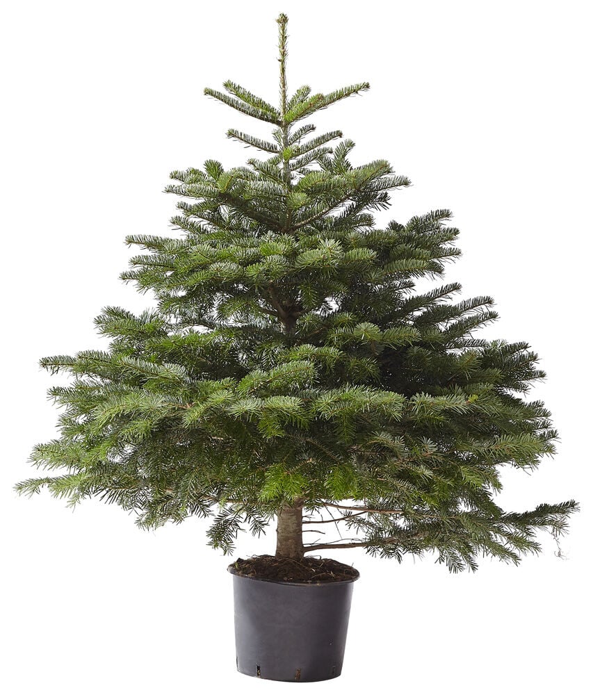 Nordmann in pot - Kerstboom - 125 cm