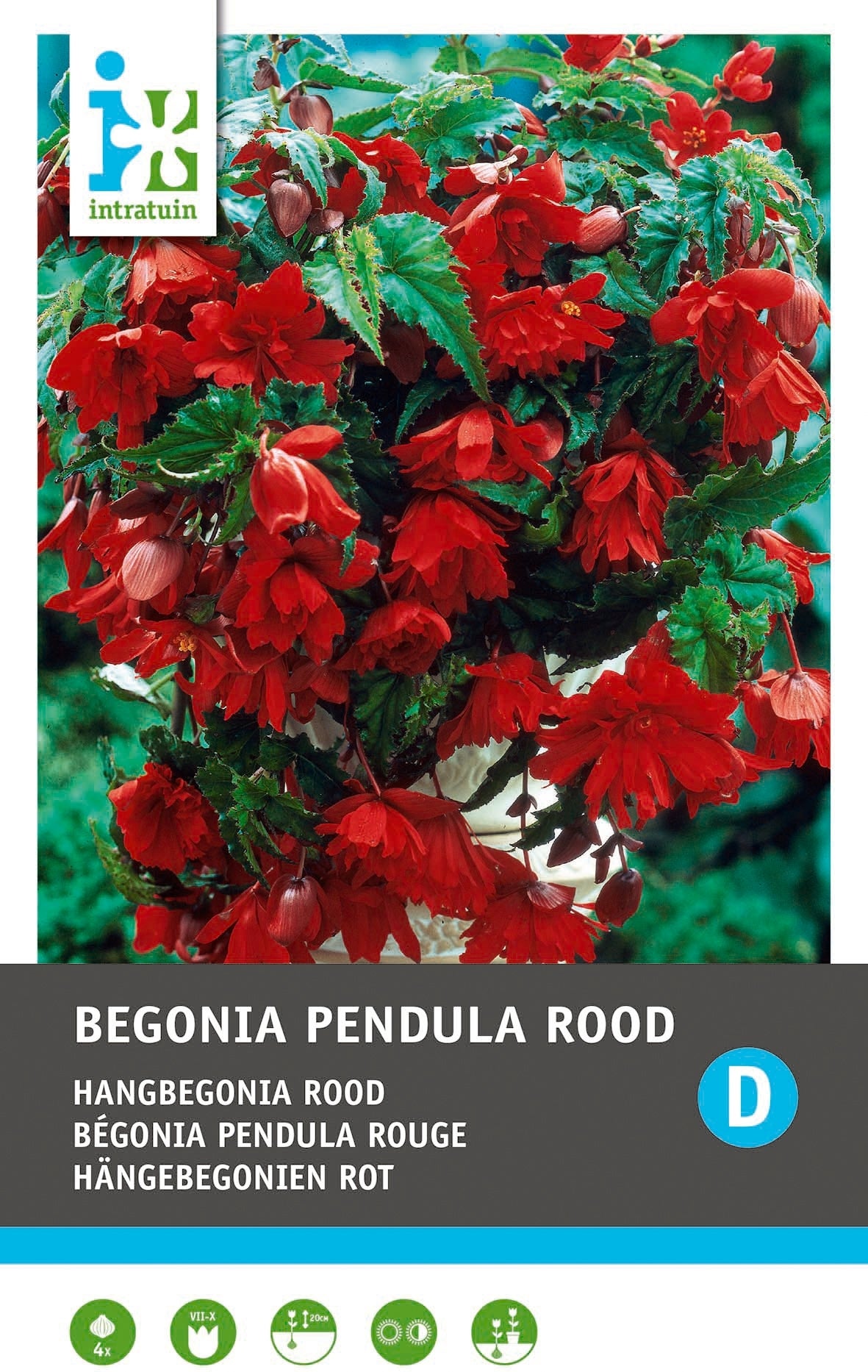 Intratuin Begonia knol (Begonia pendula) rood 3 stuks