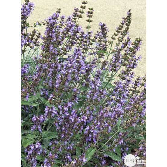Plant de sauge officinale : pot de 1 litre
