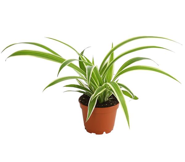 Grünlilie - Chlorophytum comosum 'Ocean'