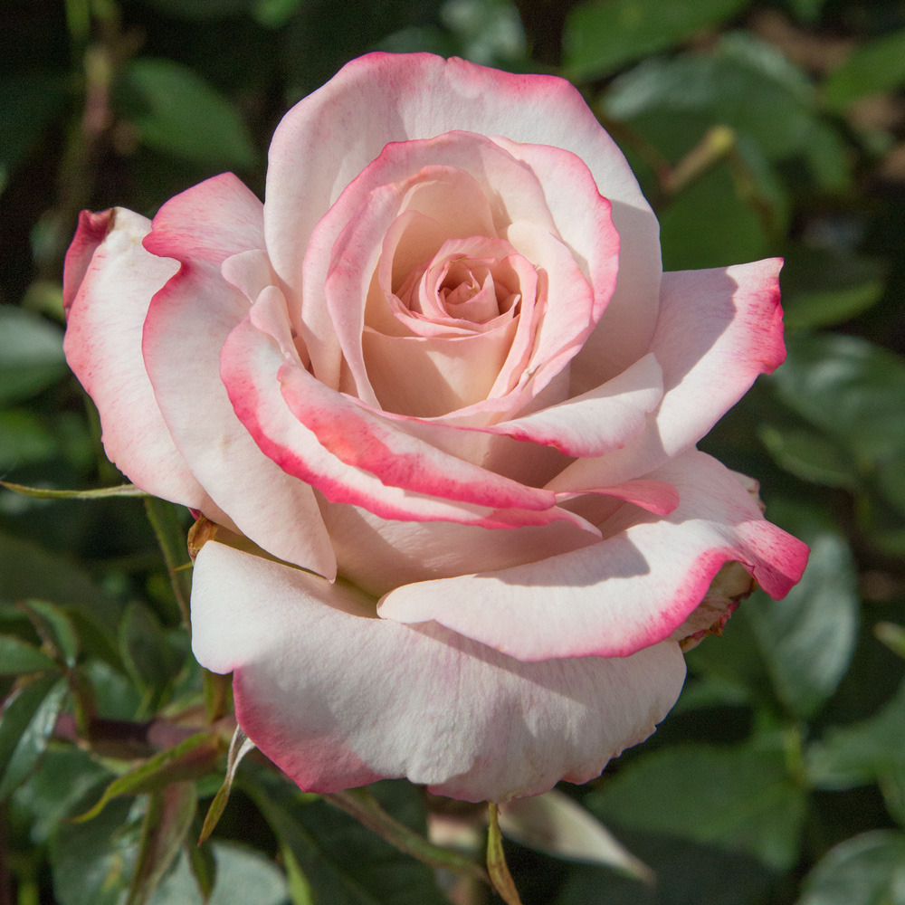 Rosier lyon lumieres ® meivanae sans motte