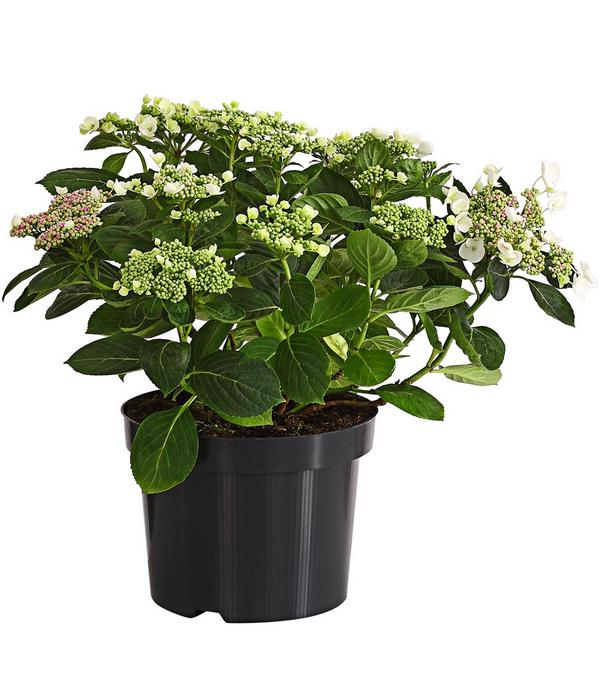 Teller-Hortensie, ca. 30-40 cm