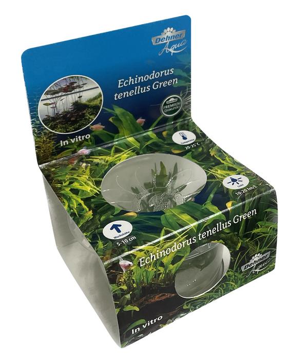 Dehner Aqua Premium Grasartige Schwertpflanze