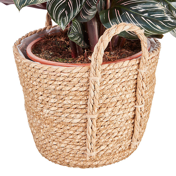 Calathéa ornata pot naturel 19cm