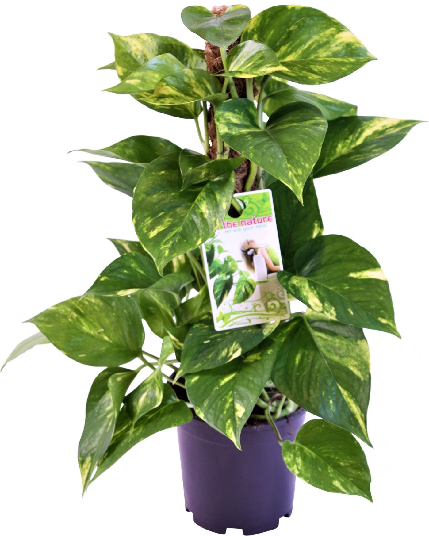 Drakenklimop (Epipremnum pinnatum) D 15 H 50 cm