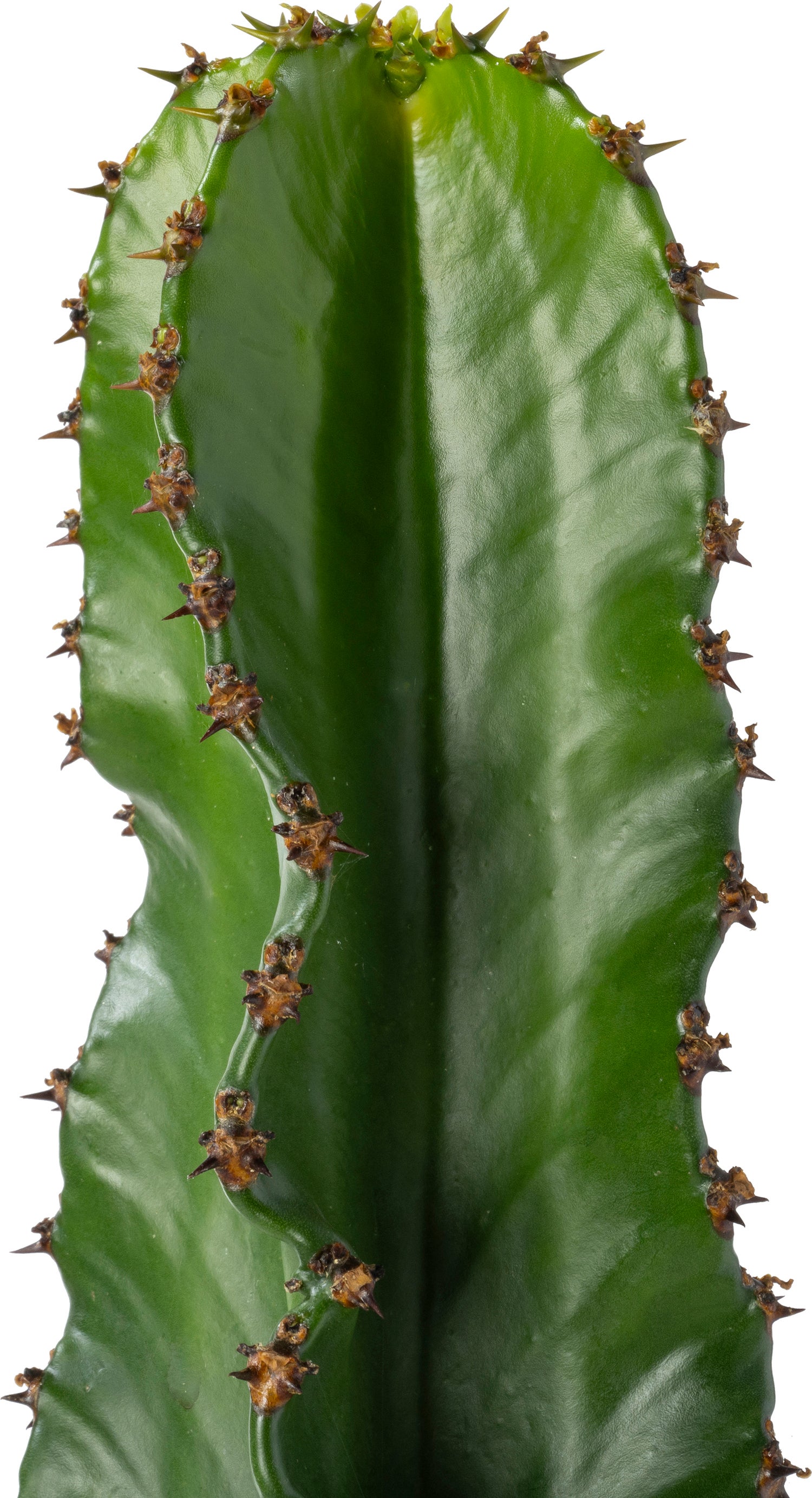 Cowboy-cactus (Euphorbia ingens canarias) D 30 H 70 cm