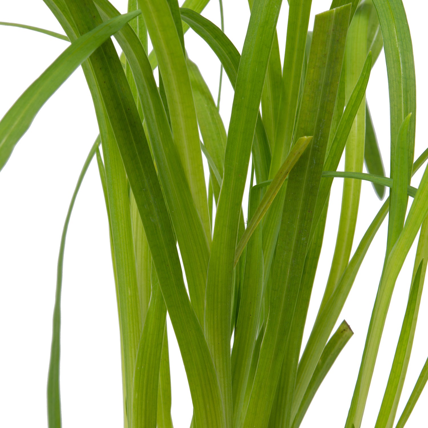 Moerasgladiool (Schizostylis coccinea 'Major') D 9 H 20 cm