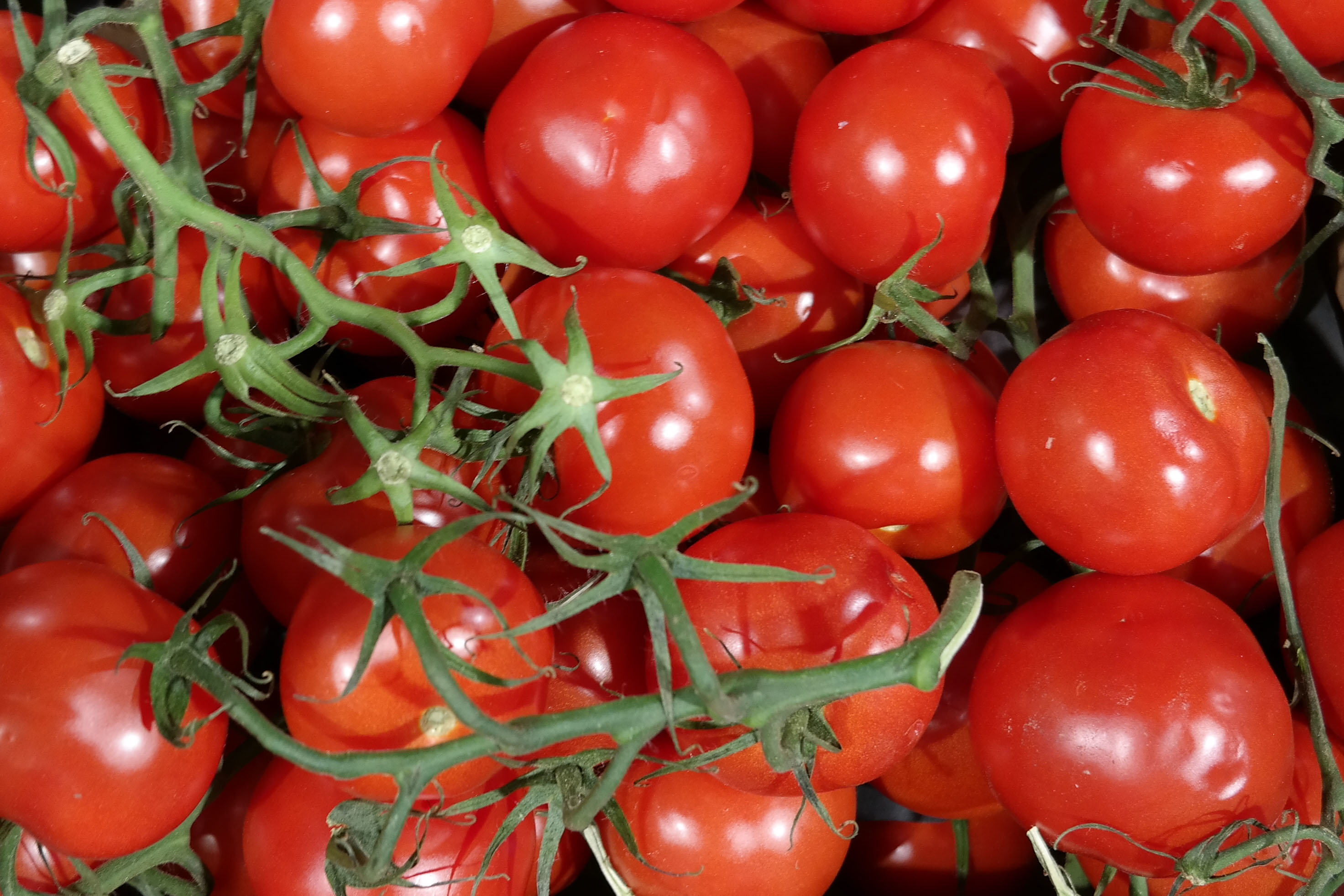 Sachet de graines de tomates saint pierre - sachet de 1 grammes - petite entreprise française - made in france