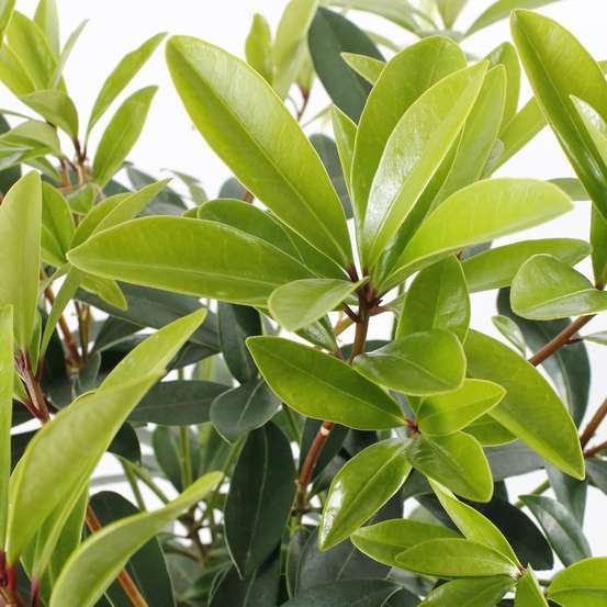 Skimmia japonica ' Rubella ' : 15/20 fleurs conteneur 3 litres