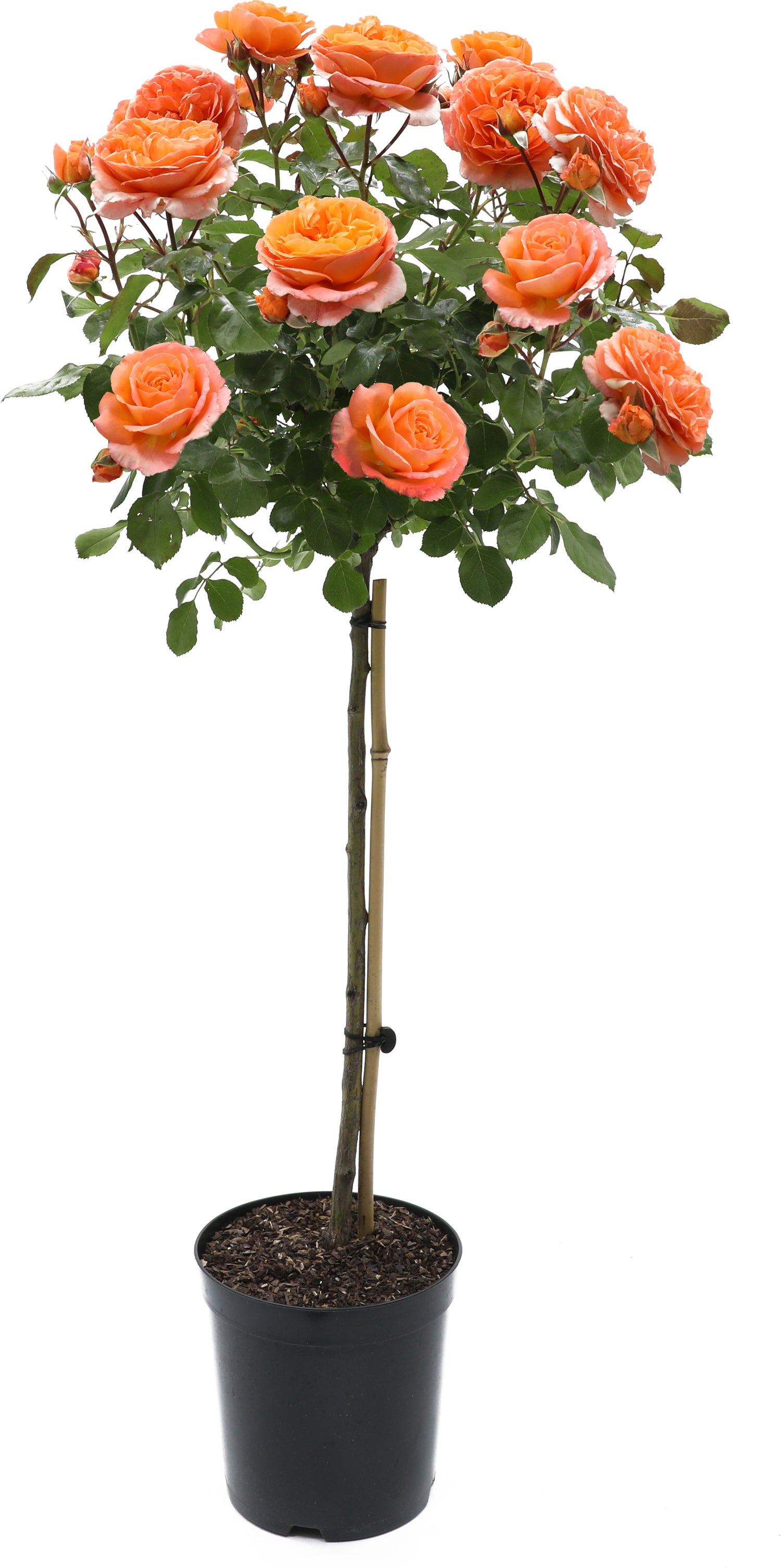 Stamroos (Rosa 'Orange Meilove') D 24 H 75 cm