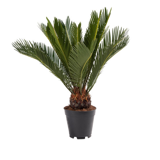 Palmier, Cycas Revoluta - pot D14cm