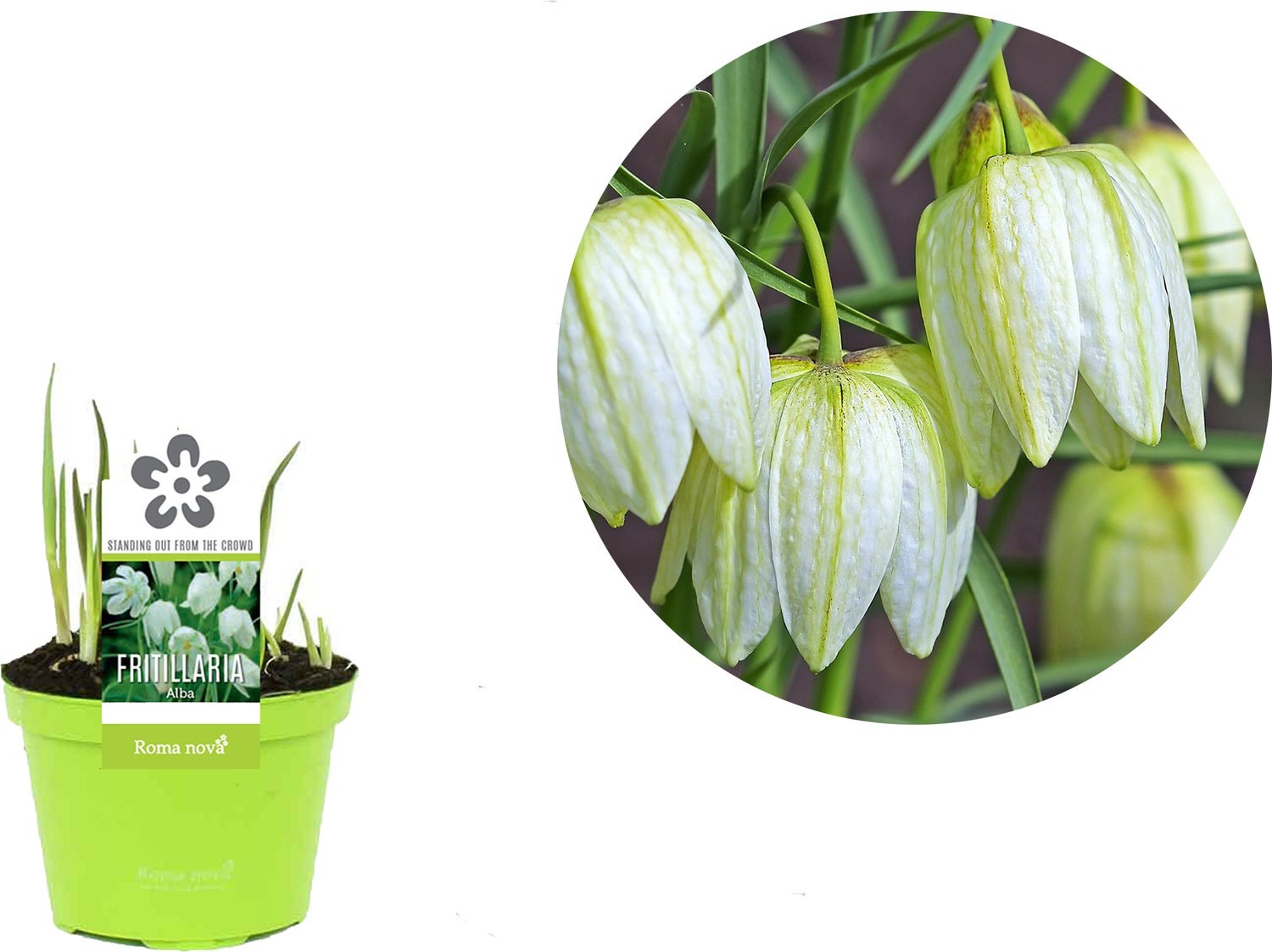 Kievitsbloem (Frittelaria meleagris 'Alba') D 9 H 11 cm