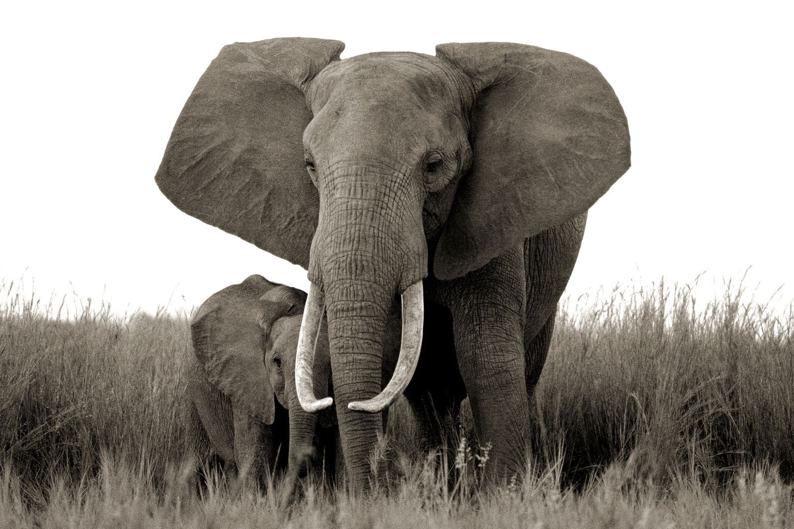 Elephant and baby by Horst Klemm - Limited Edition. Edition of: 150. Signed.