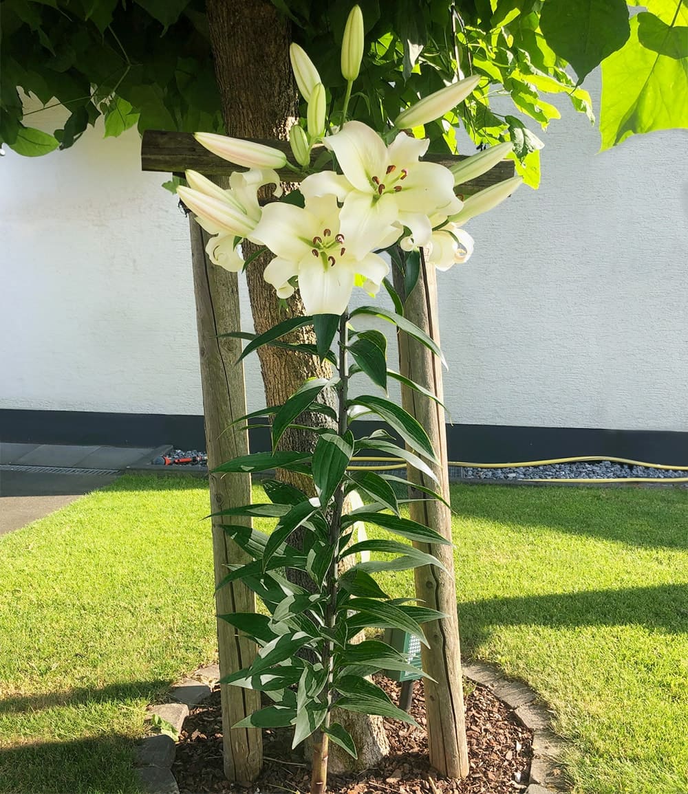 Tree-Lily® 'Pretty Woman'