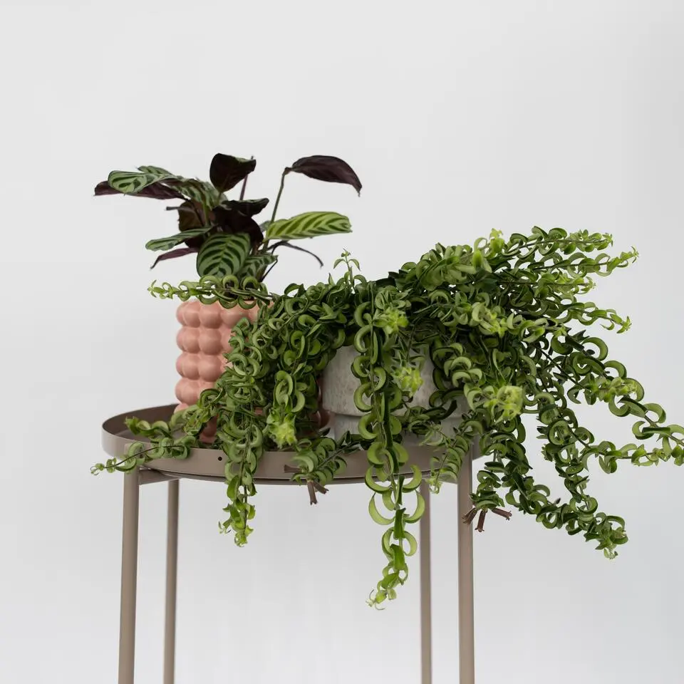 Lippenstiftplant - Aeschynanthus pulcher - Hoogte 20-30cm - ⌀15cm