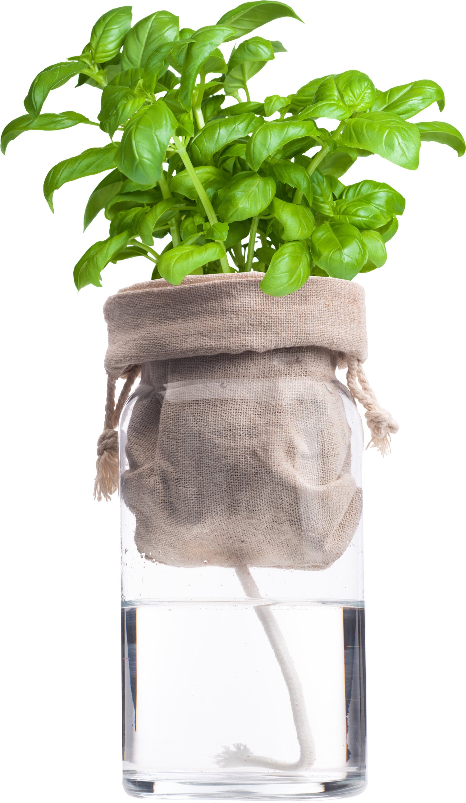 Florex Biologische kruidenset Basilicum (Ocimum basilicum) zelf bewaterend