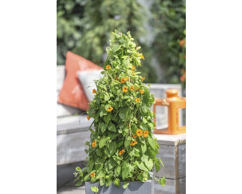 Oranje Rudbeckia Pyramid FloraSelf Thunbergia alata Totale hoogte ca. 90 cm Ø 19 cm pot