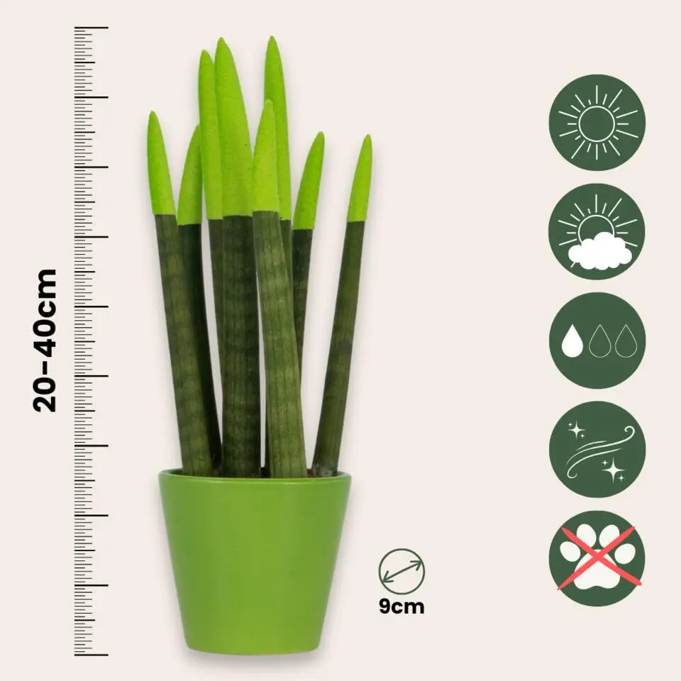 Afrikaanse Speerplant - Sansevieria cylindrica - Hoogte 20-40cm - Pot 9cm