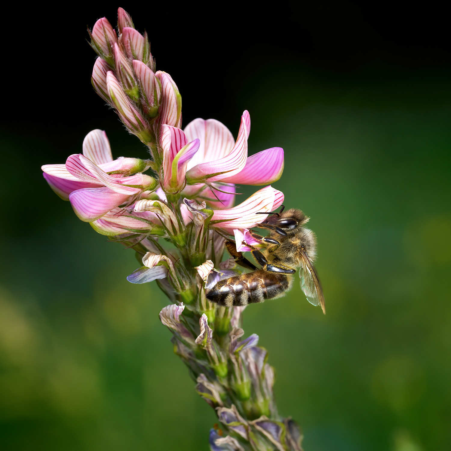 Parrainer une ruche de Lozère : Miel de Sainfoin - Récolte 2024