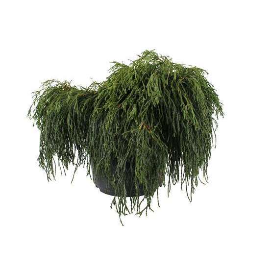 Chamaecyparis pisifera Sungold : H 30/40 cm : pot 5 L