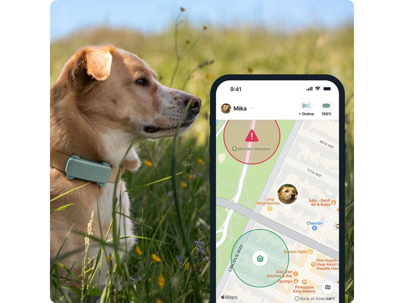 tractive GPS-Tracker DOG 6 Mint GPS Tracker für Hunde