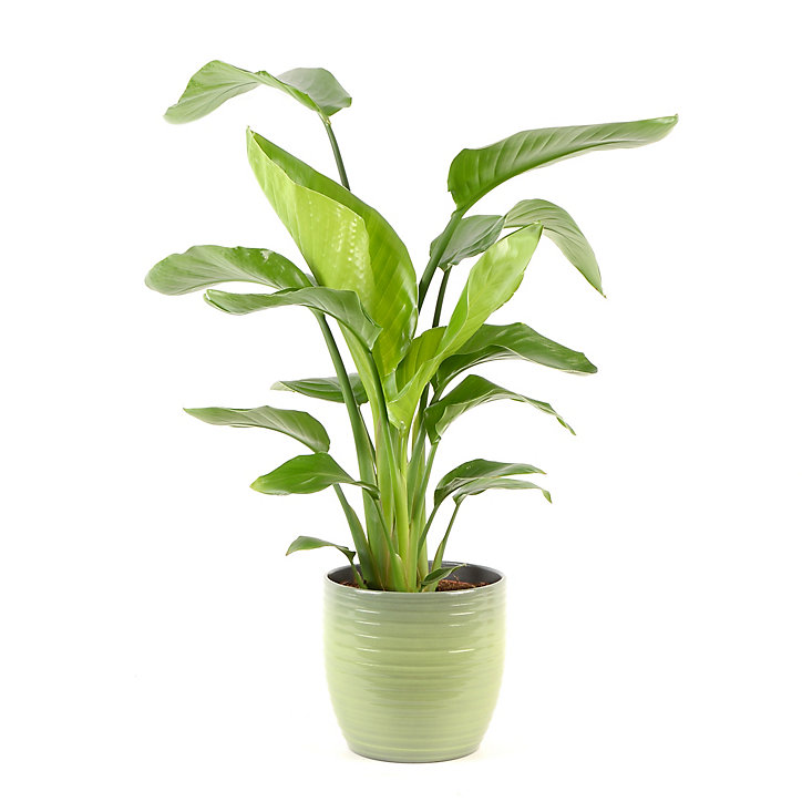 Strelitzia 21cm avec cache pot rayures vertes