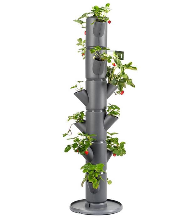 Gusta Garden Erdbeerbaum Sissi Strawberry