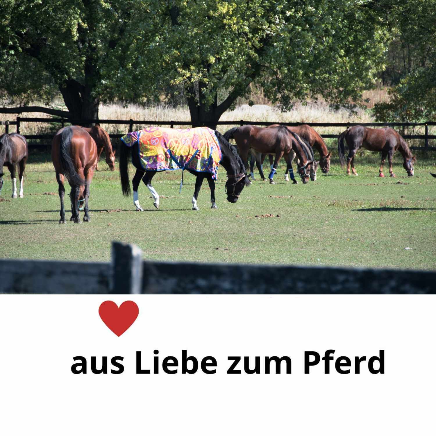 AMKA Schweifschoner Neopren