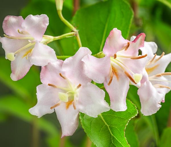 Weigelie 'Styriaca'