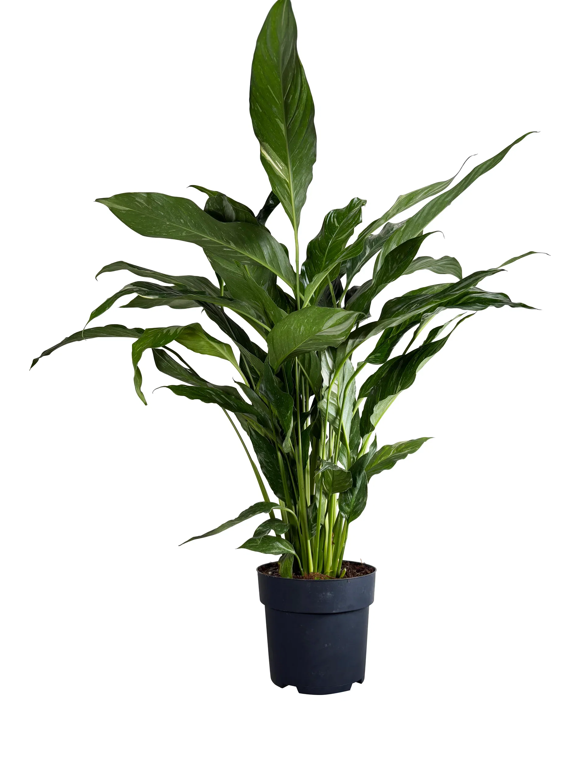 Spathiphyllum spp. 'Diamond' Fredslilje 'Diamond' Høyde 55 cm