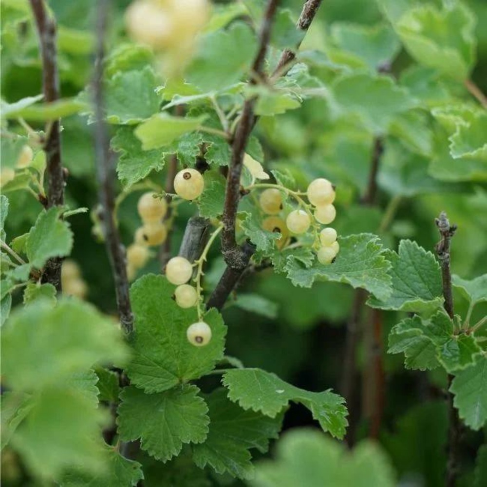 Groseillier à grappes 'versaillaise blanche' - ribes rubrum 1,5l