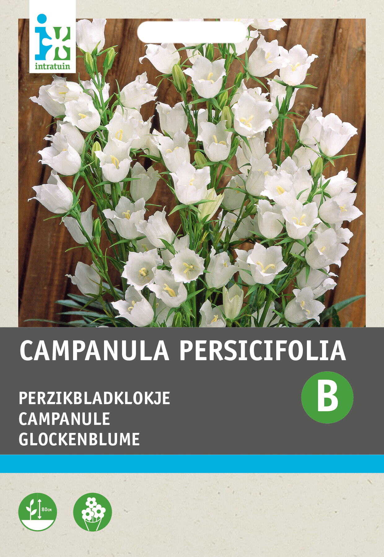 Intratuin bloemenzaad Perzikbladklokje wit (Campanula persicifolia)