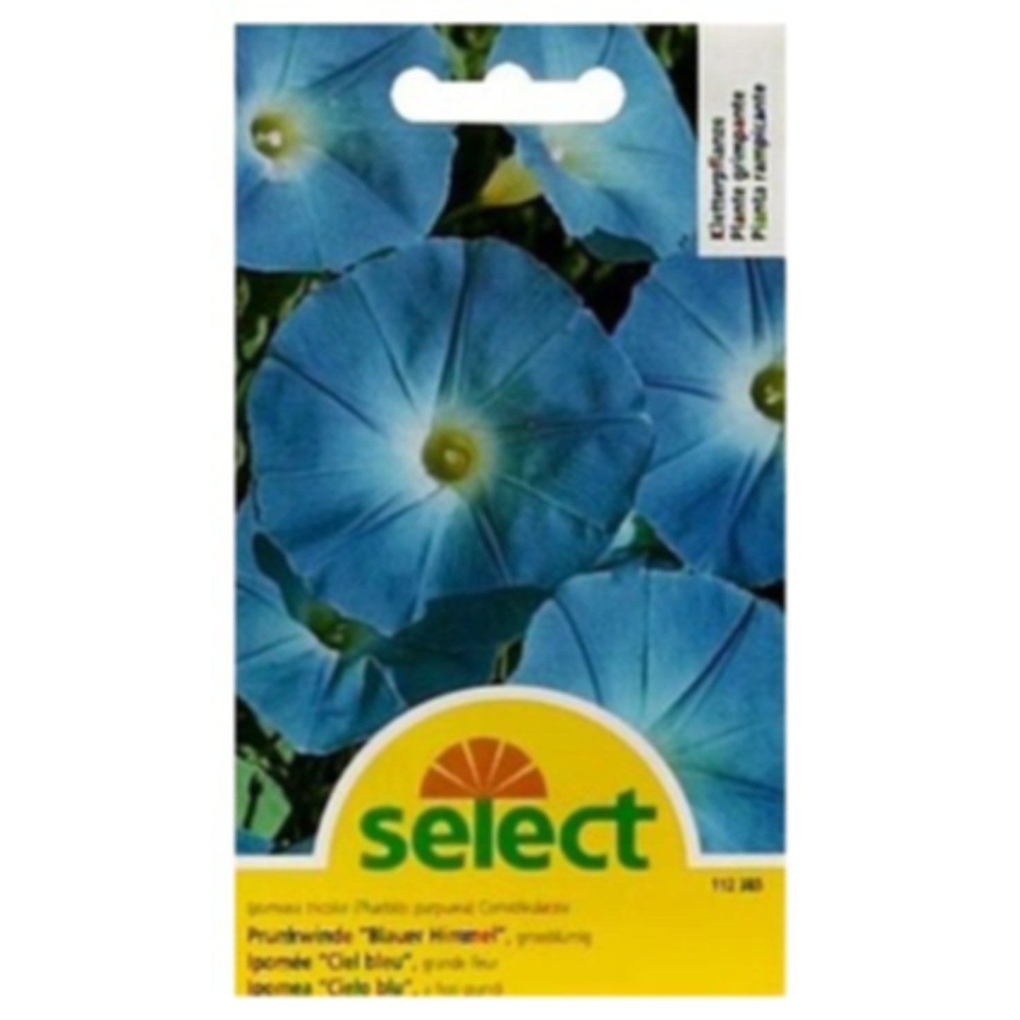 Select Prunkwinde Blauer Himmel