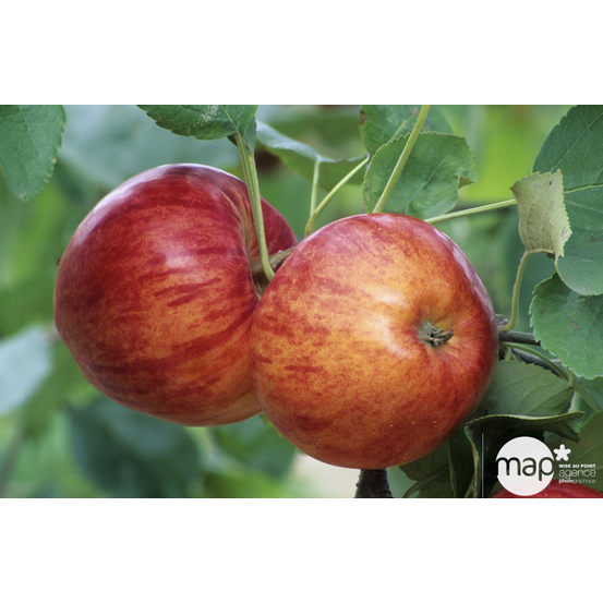 Pommier Reine des Reinettes : gobelet 3 ans d'âge ctr 12 litres