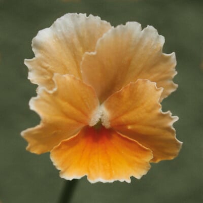 Blumensamen Historische Hornveilchen
