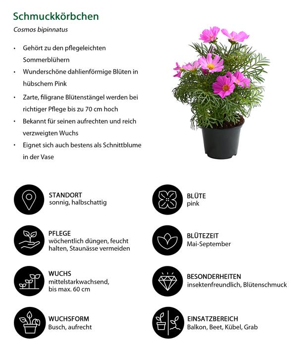 Beet- & Balkonpflanzen-Set Bienentankstelle,