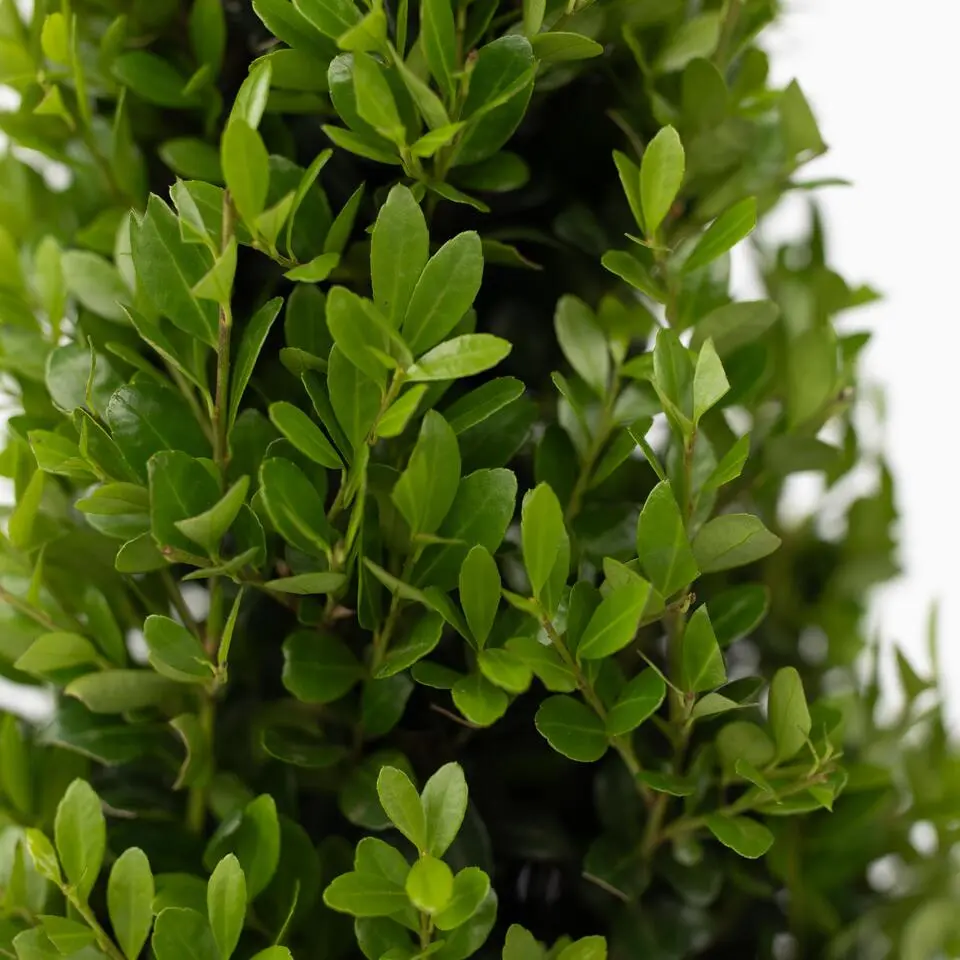 Hulsthaag - Set van 48 - Ilex crenata 'Jenny' - Hoogte 10-20cm - ⌀9cm