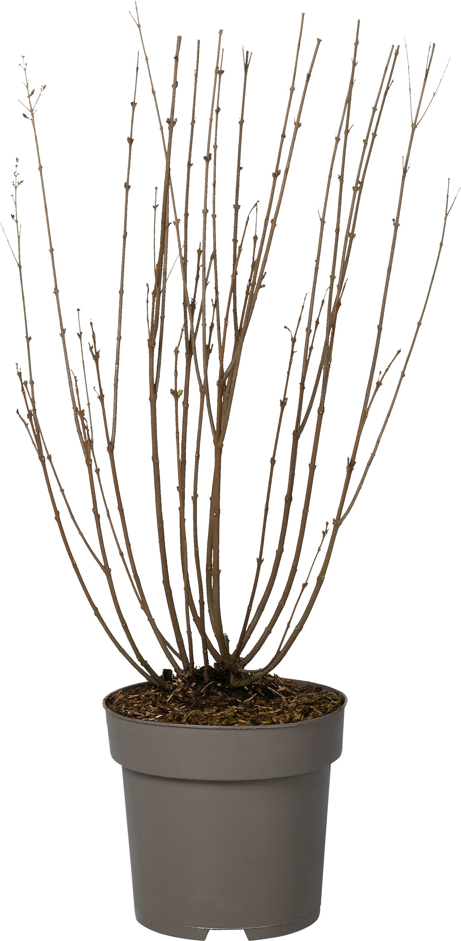 Sering (Syringa bloomerang® 'Dark Purple') D 28 H 40 cm