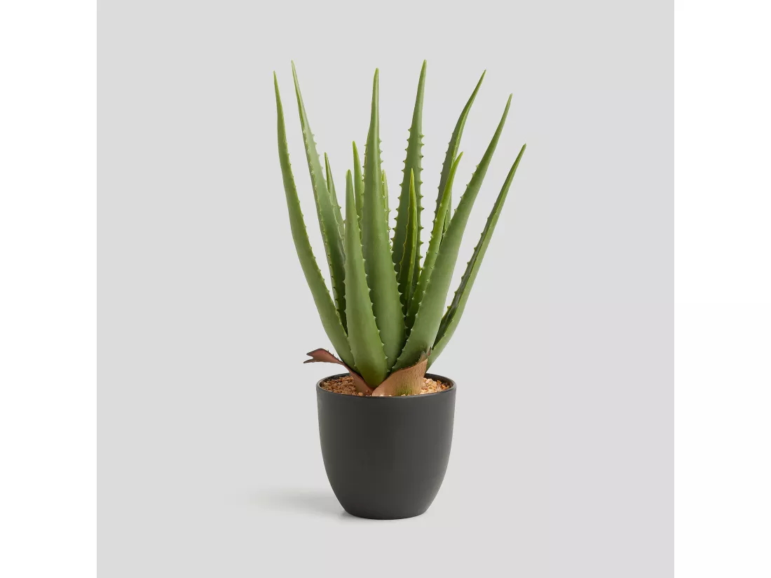 Composition Décorative Aloe Vert Moyen 43 x 28