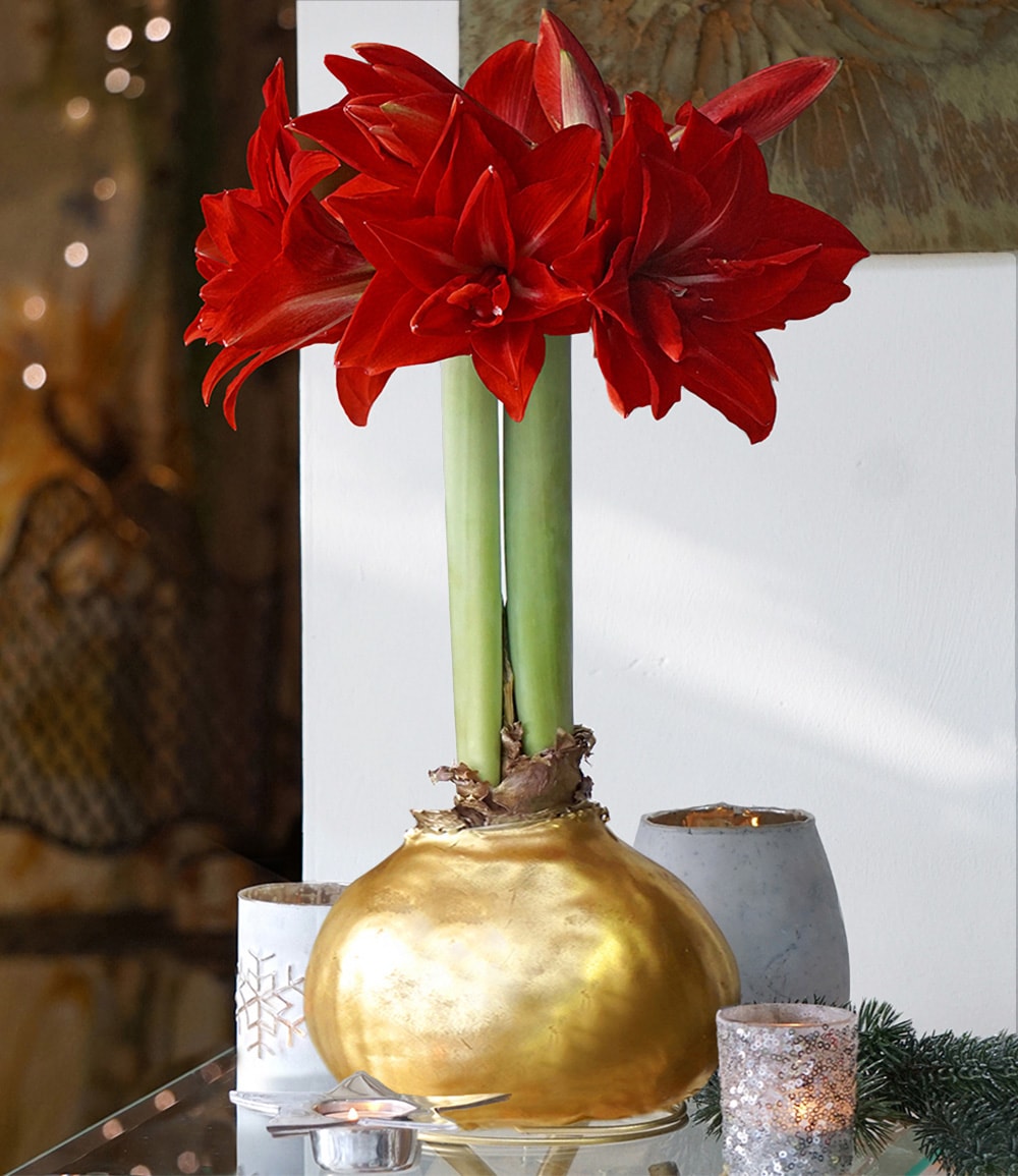 MEGA XXL Wachs-Amaryllis Gold, rote Blüte