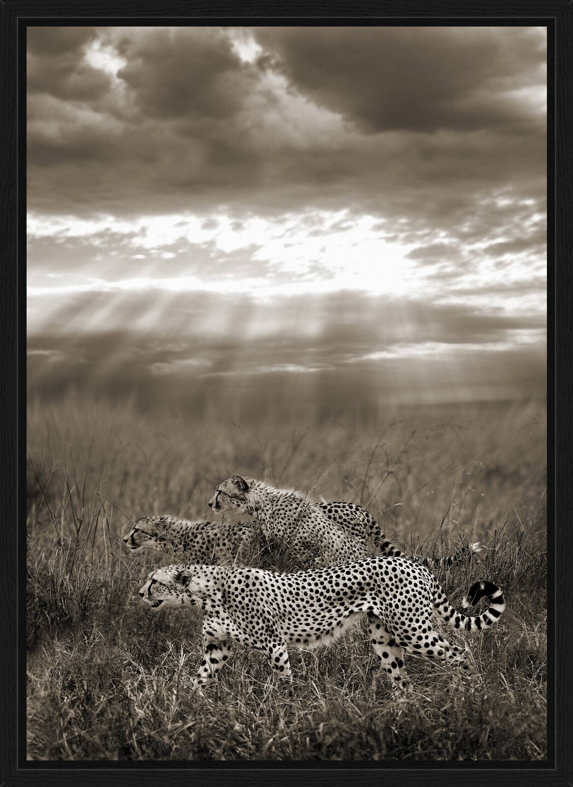 Cheetahs hunting, Serengeti, Tanzania by Horst Klemm - Limited Edition. Edition of: 100. Signed.