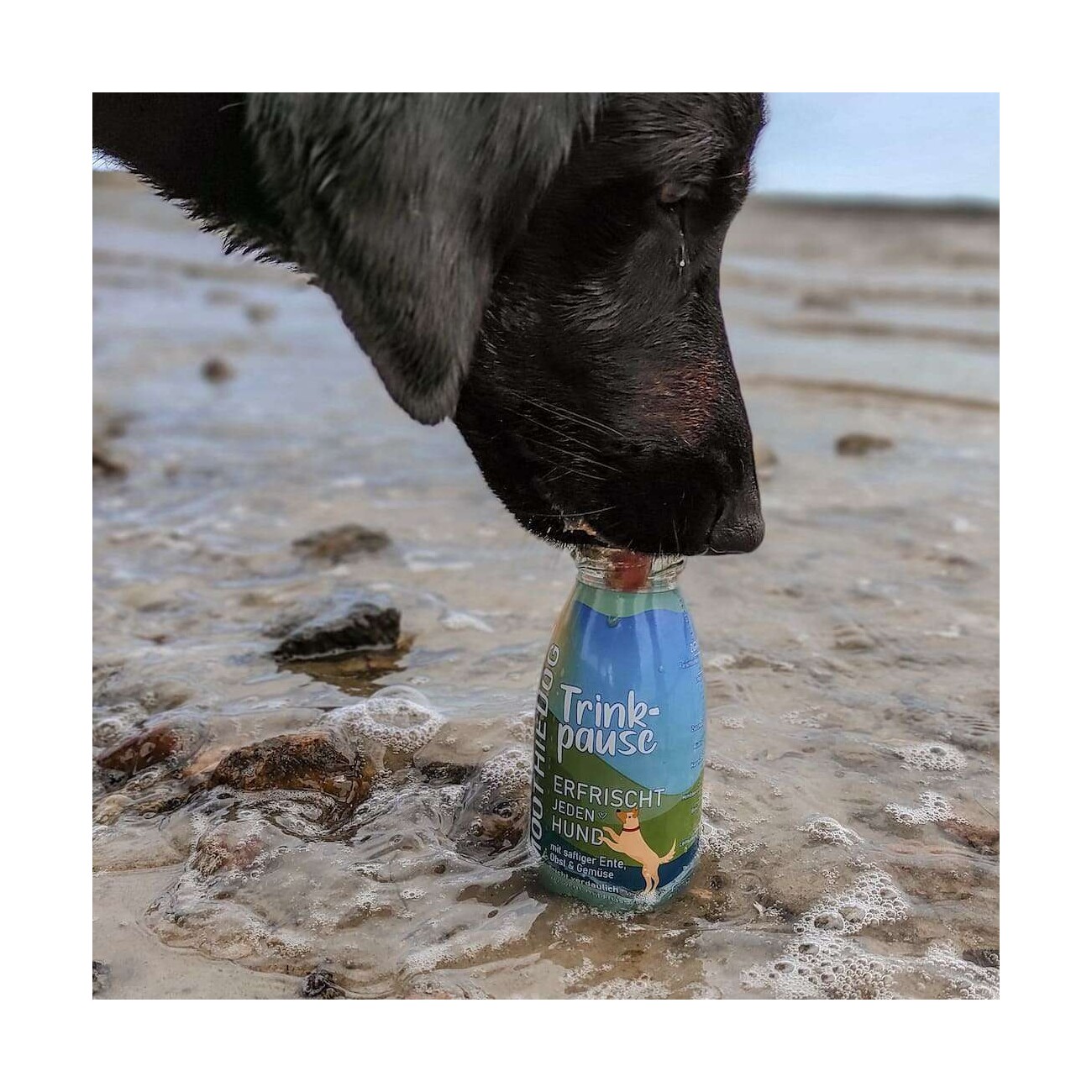 SmoothieDog Trinkpause 6x250 ml