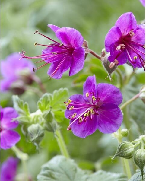 Ooievaarsbek (Geranium macrorrhizum 'Czakor') D 9 H 10 cm