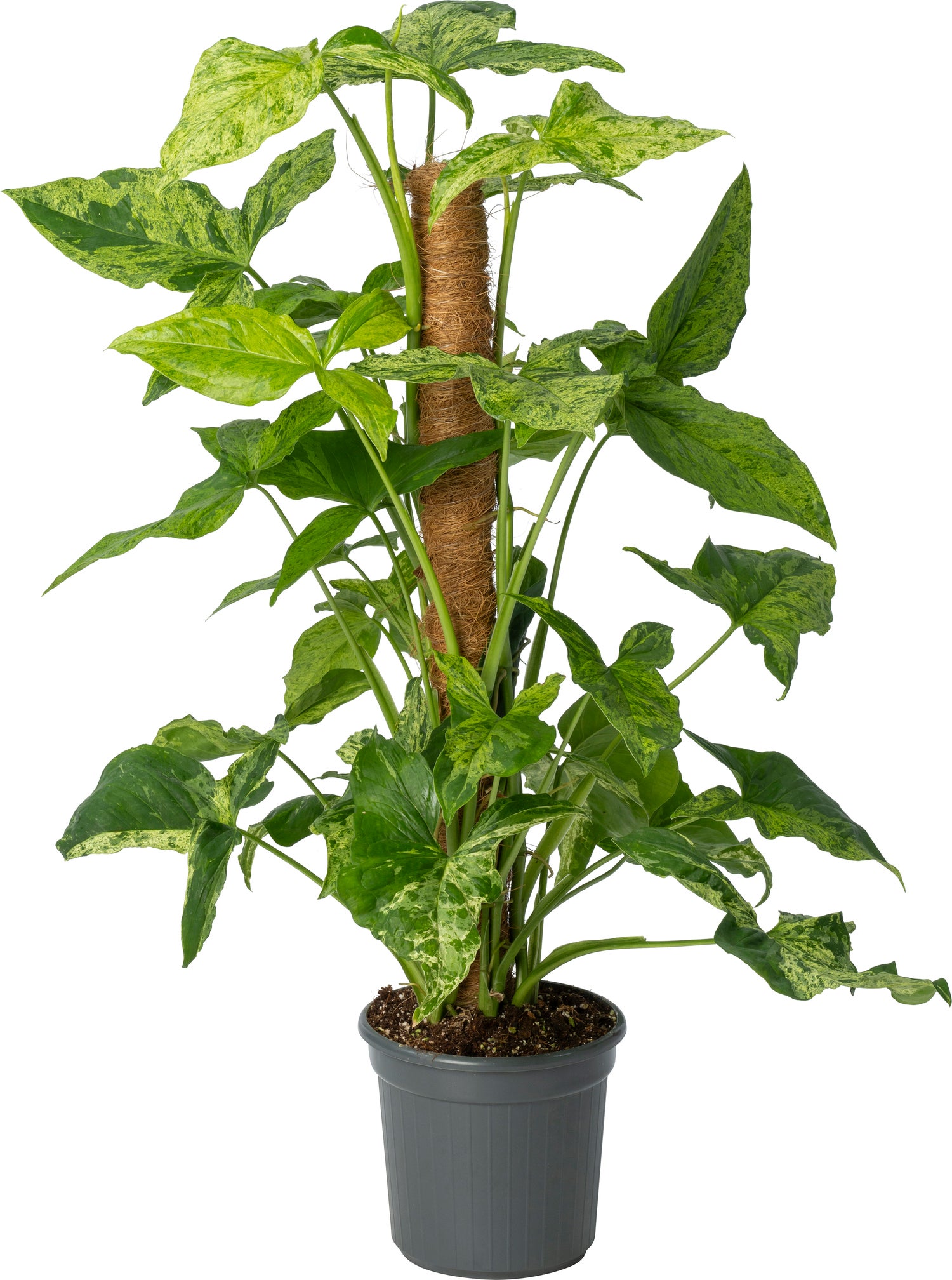 Pijlblad (Syngonium 'Mottled Mojito') D 16 H 60 cm