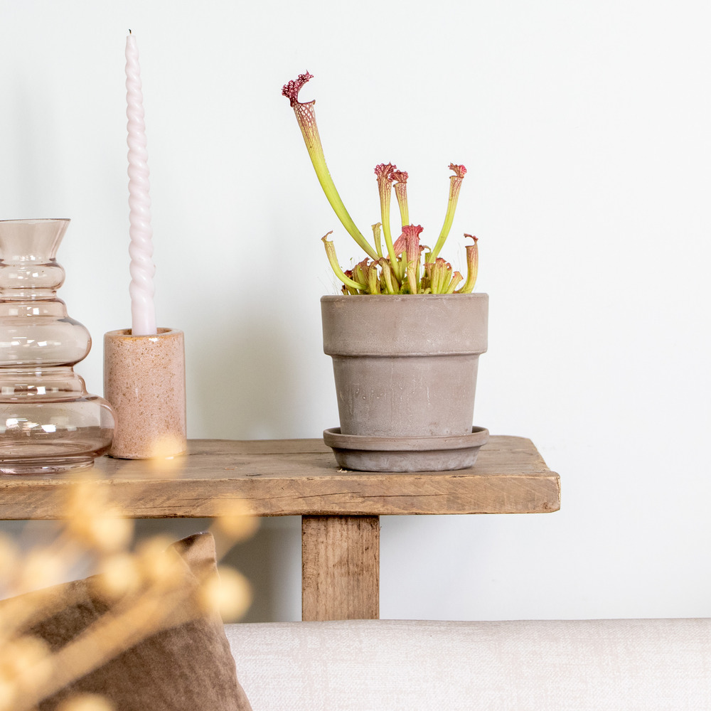 Sarracenia 'juthatip soper' – plante carnivore – peu d'entretien – ⌀12 cm – ↕10-20 cm