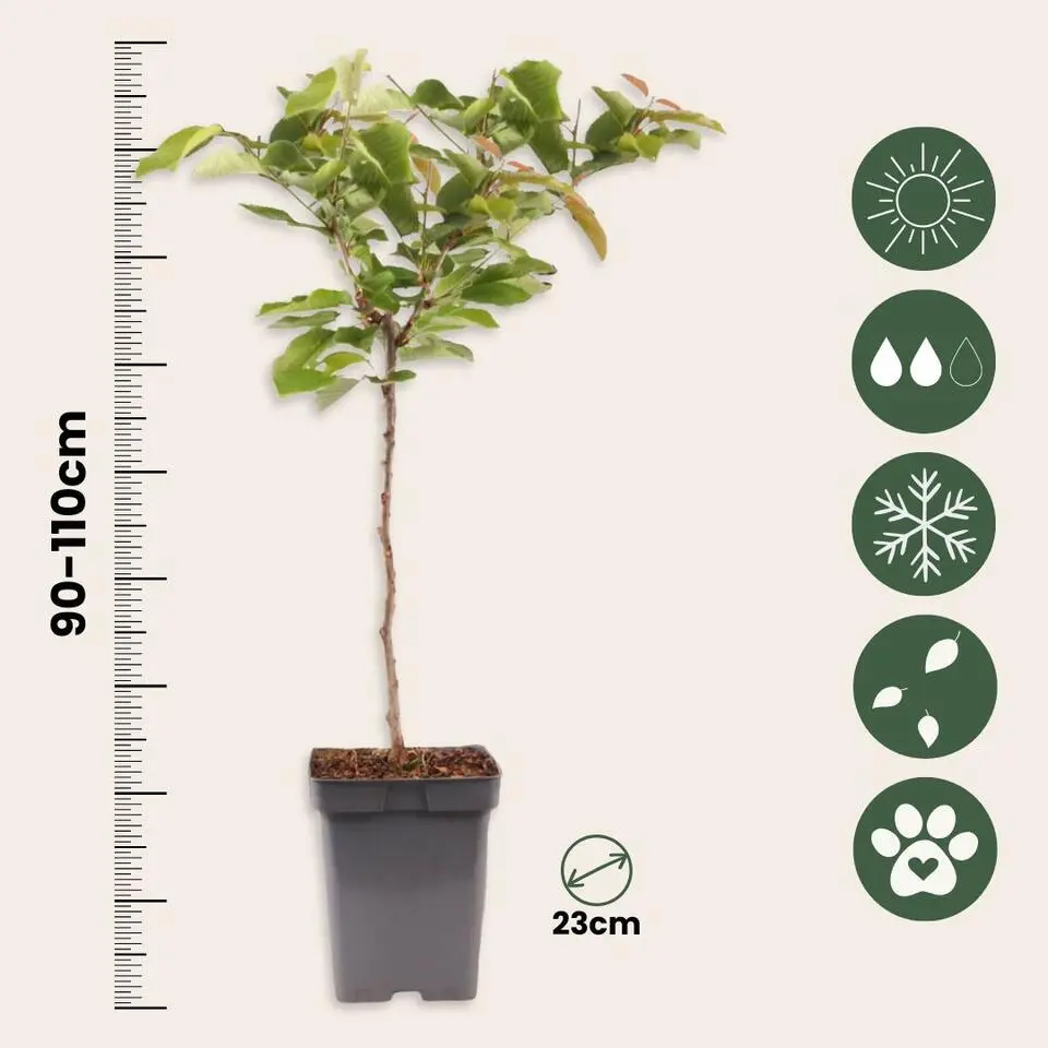Kersenboom - Prunus avium - Zoete kers - Hoogte 90-110cm - ⌀23cm